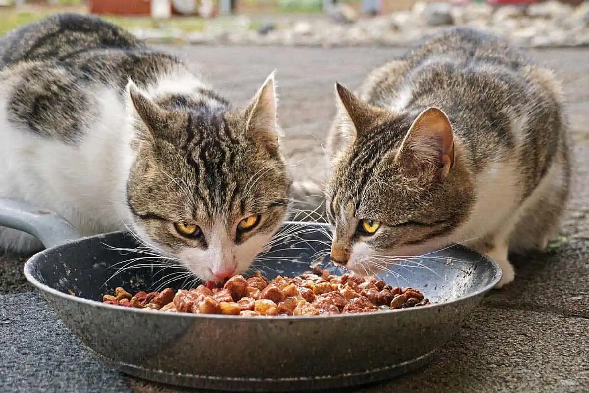 animalerie vente -animalerie vente cats eating outdoor food
